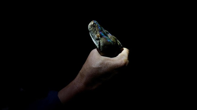 Kapolda Jatim Irjen Luki Hermawan menyatakan pelemparan ular ke Asrama Mahasiswa Papua di Surabaya hanyalah kabar bohong karena tidak ada laporan ke polisi.
