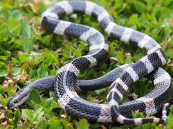 Rafa Bocah Digigit Ular Weling Disuntik 21 Vial Antivenom, Segini Harganya