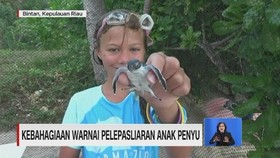 VIDEO: Kebahagiaan Warnai Pelepasliaran Anak Penyu