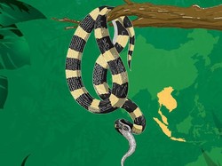 Belum Ada Antivenom di RI, Ini 4 Kisah Korban Tewas Ular Welang-weling