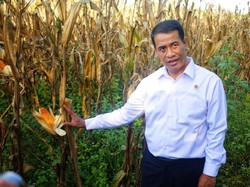 Amran Ungkap Detik-detik Dikabarkan Jadi Mentan Lagi dan Setuju