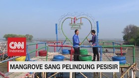 VIDEO: Mangrove Sang Pelindung Pesisir (2-5)