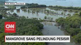 VIDEO: Mangrove Sang Pelindung Pesisir (1-5)