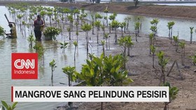 VIDEO: Mangrove Sang Pelindung Pesisir (4-5)