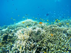 Pulihkan Wisata Bahari, Buleleng Jadi Lokasi Restorasi Terumbu Karang