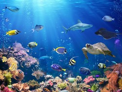 Kabar Gembira, Koloni Karang Tahan Panas Tumbuh di Great Barrier Reef