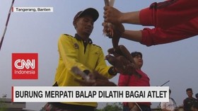 VIDEO: Burung Merpati Balap Dilatih Bagai Atlet