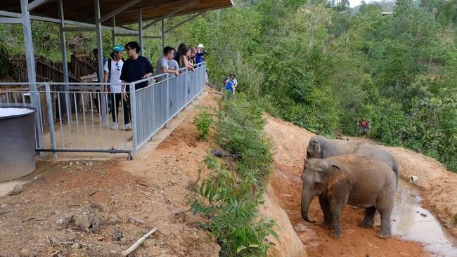 Semakin banyak kawasan wisata di Thailand yang melarang atraksi gajah. Indonesia patut mencontoh konsep wisata ini.
