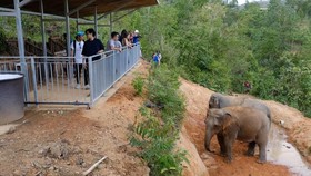 Thailand Memulai Era Safari Gajah yang Lebih Manusiawi