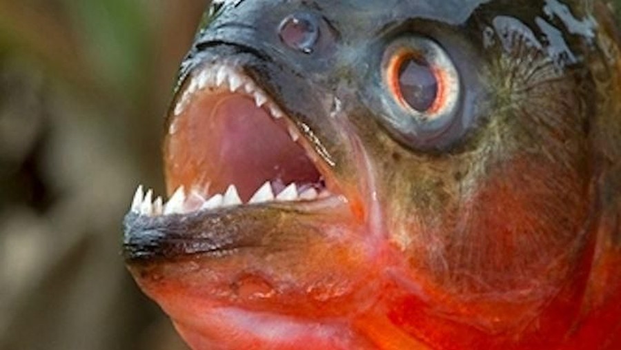 ramen piranha