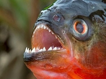 Asyik Kencan di Sungai, Pasangan Ini Digigit Ikan Piranha