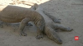 VIDEO: Dampak Penutupan Pulau Komodo bagi Pariwisata