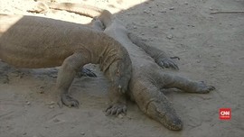 VIDEO: Dampak Penutupan Pulau Komodo bagi Pariwisata