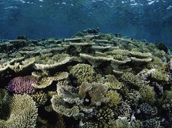 Australia Mati-matian Pertahankan Status Warisan Dunia Great Barrier Reef