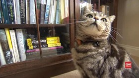 VIDEO: Peneliti Temukan Vaksin Anti-Alergi Bulu Kucing