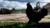 FOTO: 43 Kepala 'Presiden' AS yang Rusak di Padang Rumput Sebanyak 43 patung kepala Presiden Amerika Serikat diam membisu di tengah padang rumput di Croaker, Virginia, Amerika Serikat.