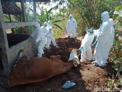 Waspada Merebaknya Wabah Antraks di Gunung Kidul