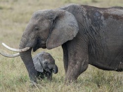 Gajah Mau Lewat, Eh, Pemotor Malah Nyelonong