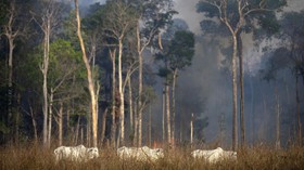 Jaksa Desak Menteri Brasil Rusak Hutan Amazon Dipecat