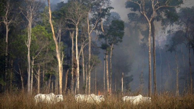 View of a cattle with fire behind in the Amazon rainforest near Novo Progresso, Para state, Brazil, on August 25, 2019 - Brazil on Sunday deployed two C-130 Hercules aircraft to douse fires devouring parts of the Amazon rainforest, as hundreds of new blazes were ignited and a growing global outcry over the blazes sparks protests and threatens a huge trade deal. (Photo by Joao Laet / AFP)