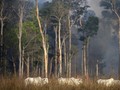 Jaksa Desak Menteri Brasil Rusak Hutan Amazon Dipecat