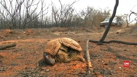 VIDEO: Satwa Liar Bolivia Jadi Korban Kebakaran Hutan