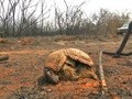 VIDEO: Satwa Liar Bolivia Jadi Korban Kebakaran Hutan