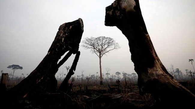 Paus Fransiskus mengatakan kemiskinan membuat orang rela merusak hutan.