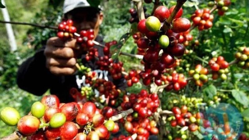 Kabar baik datang dari Republik Ceko. Pasalnya, kopi Indonesia punya peluang untuk perluasan pasar ekspor, khususnya ke Eropa Tengah.