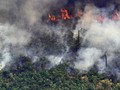Pandemi Corona, Perusakan Hutan Disebut Jadi Sumber Penyakit