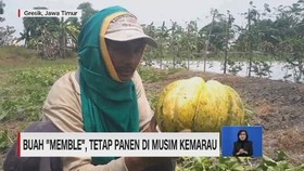 VIDEO: Buah 