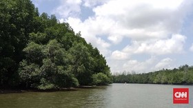 KLHK Tanami 600 Ribu Ha Mangrove, Walhi Sebut Jualan Karbon