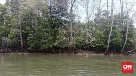 Luhut: 1 Juta Hektare Lahan Mangrove Rusak di Indonesia