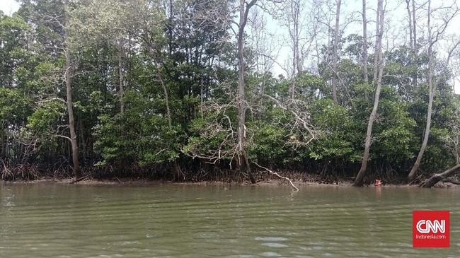 Pemerintah akan menggencarkan penanaman kembali mangrove dengan skala luas untuk membantu mengurangi emisi karbon.