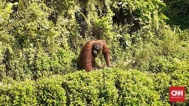 Borneo Orangutan Survival (BOS) menyebut pemindahan ibu kota ke Kutai Kartanegara dan Penajam Paser Utara berpotensi mengancam keberadaaan orangutan.