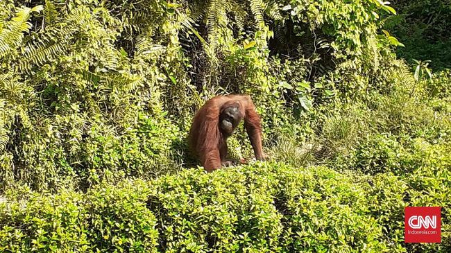 Aktivis Ingatkan Pembangunan Ibu Kota Ancam Habitat Orangutan