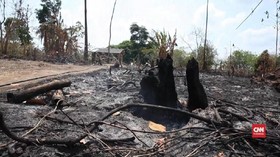 VIDEO: Cerita Suku di Amazon Hadapi Kebakaran Hutan