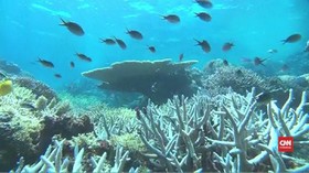 VIDEO: Great Barrier Reef Terancam akibat Perubahan Iklim