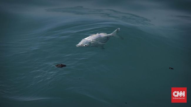 BMKG: Fenomena Ikan Lompat di Gorontalo Bukan Tanda Gempa