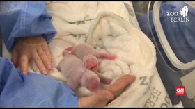 VIDEO: Anak Panda China Lahir di Jerman