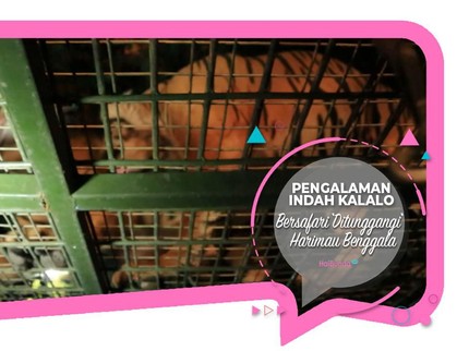 Pengalaman Indah Kalalo Bersafari 