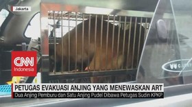 VIDEO: Petugas Evakuasi Anjing yang Menewaskan ART