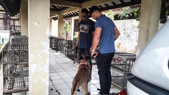 Anjing yang diduga menggigit seorang ART hingga tewas di Jakarta Timur telah diamankan dan dibawa untuk diobservasi 10 hari di Pusyankeswannak, Ragunan.