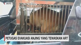 VIDEO: Penampakan Anjing Pemburu yang Menyerang ART