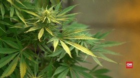 VIDEO: Dua Sisi Industri Ganja di Lesotho