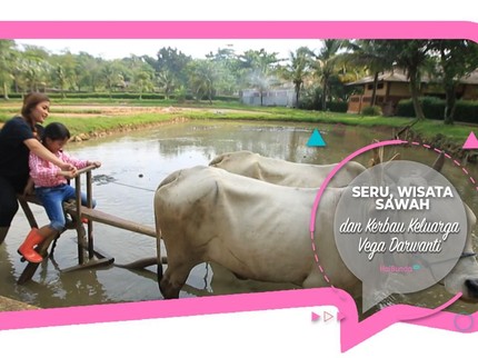 Seru, Wisata Sawah dan Kerbau Keluarga Vega Darwanti