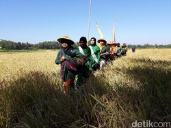 Mengenal Tradisi Wiwitan di Klaten hingga Temanggung, Tujuan dan Tahapannya