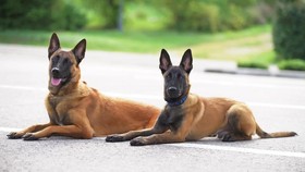 Mengenal Malinois Belgian, Anjing Penggigit ART sampai Tewas