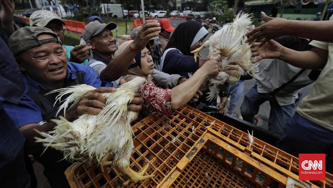 CDC Amerika Serikat melarang orang berkegiatan langsung dengan ayam seperti mencium, meringkuk, makan bersama, atau main di rumah.