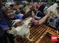 Oversupply Ayam, Peternak Buntung dan Distributor Mujur
